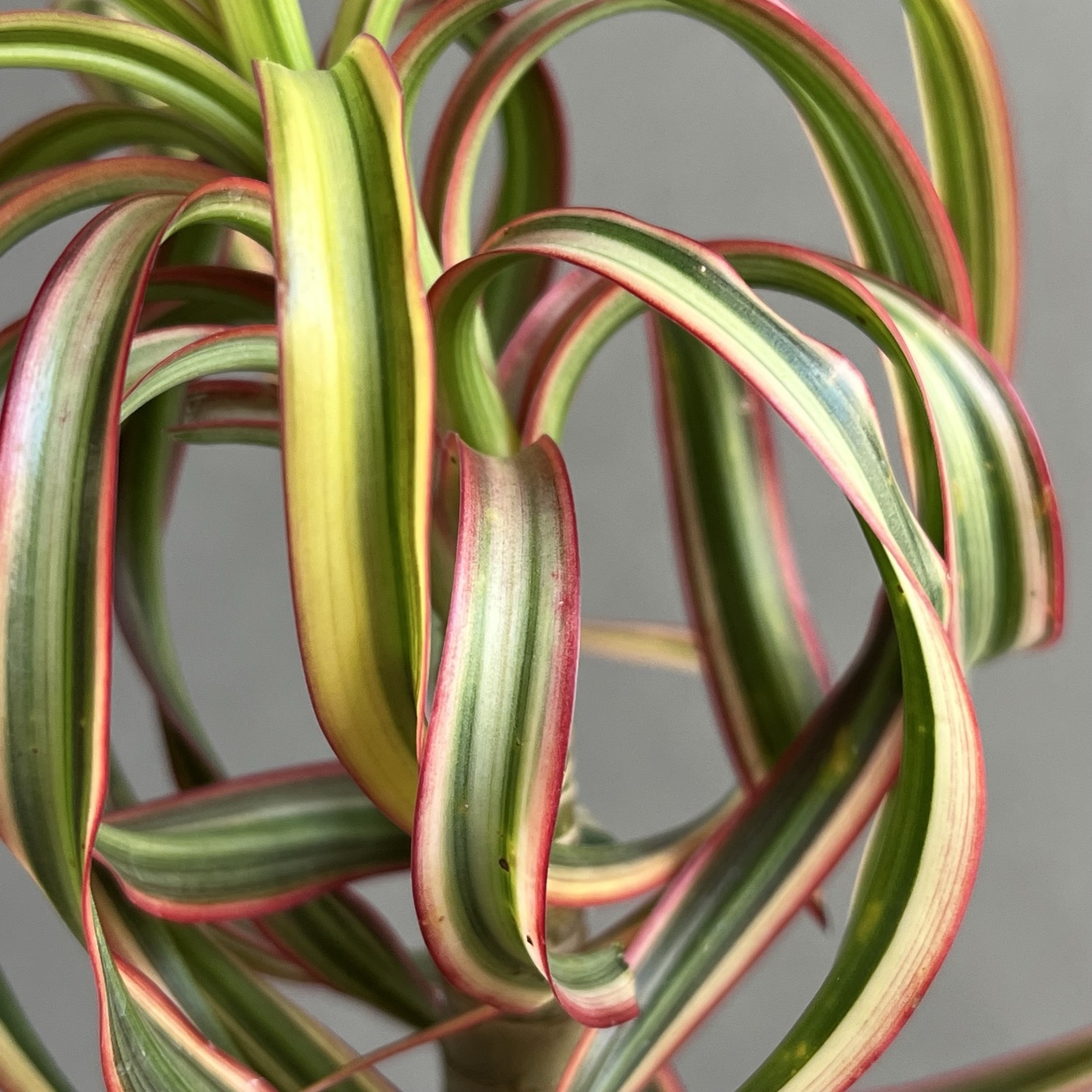 6_000000000333.jpg?1773109580