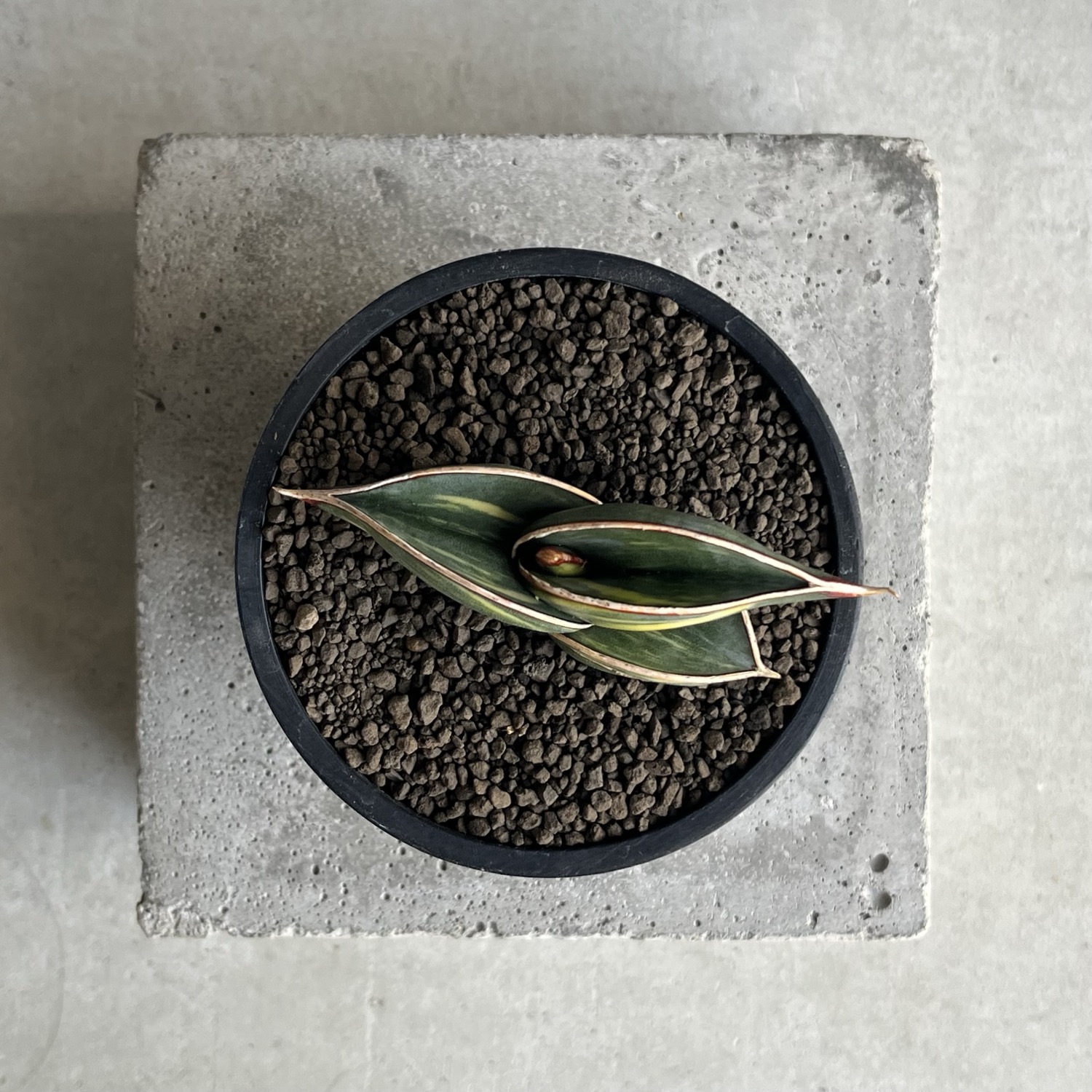 サンセベリア(サンスベリア) ロリダ 斑入 Sansevieria rorida