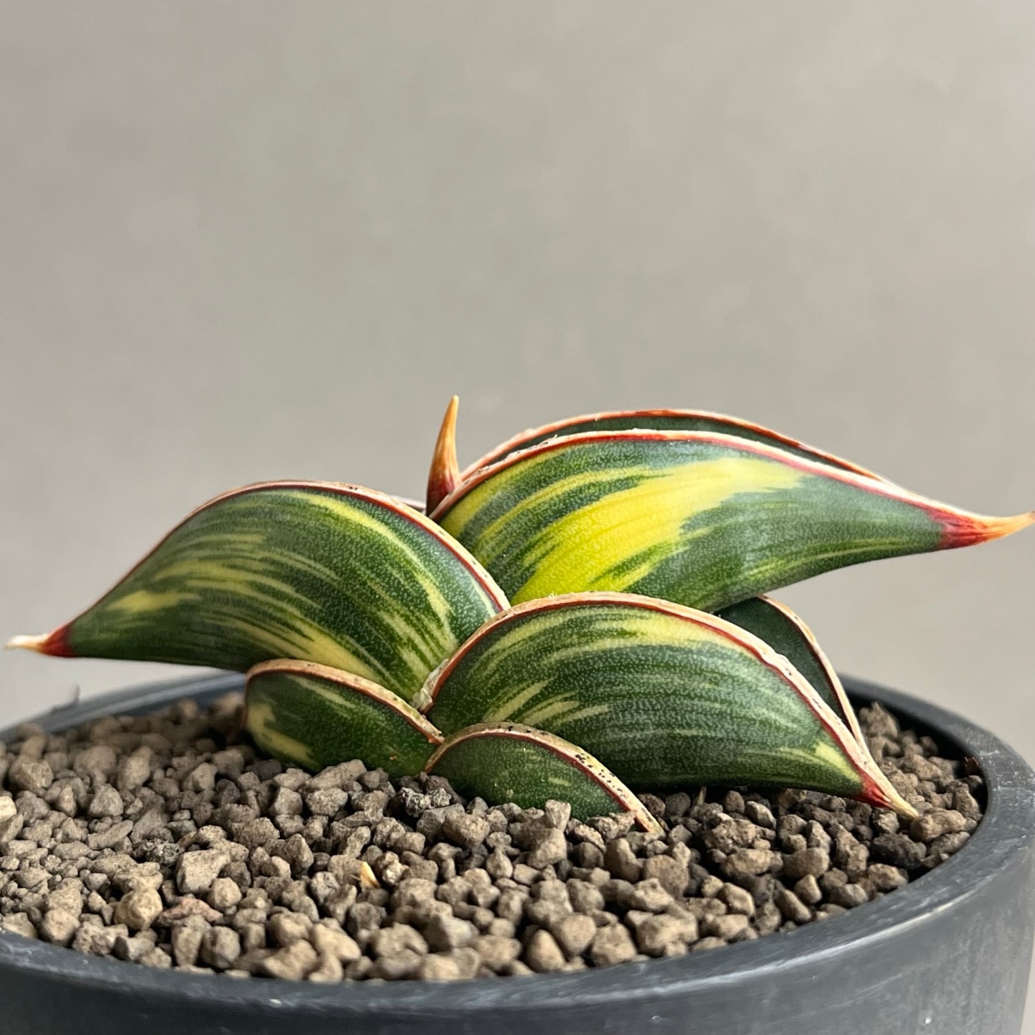 サンセベリア(サンスベリア) ロリダ 斑入 Sansevieria rorida