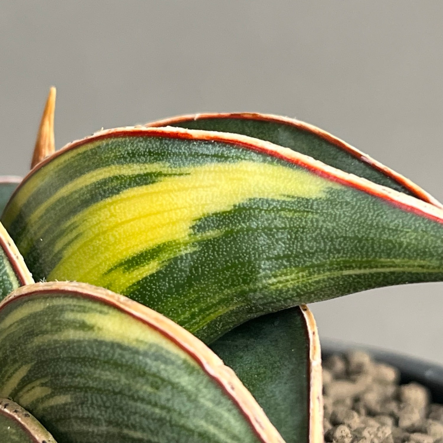 サンセベリア(サンスベリア) ロリダ 斑入 Sansevieria rorida