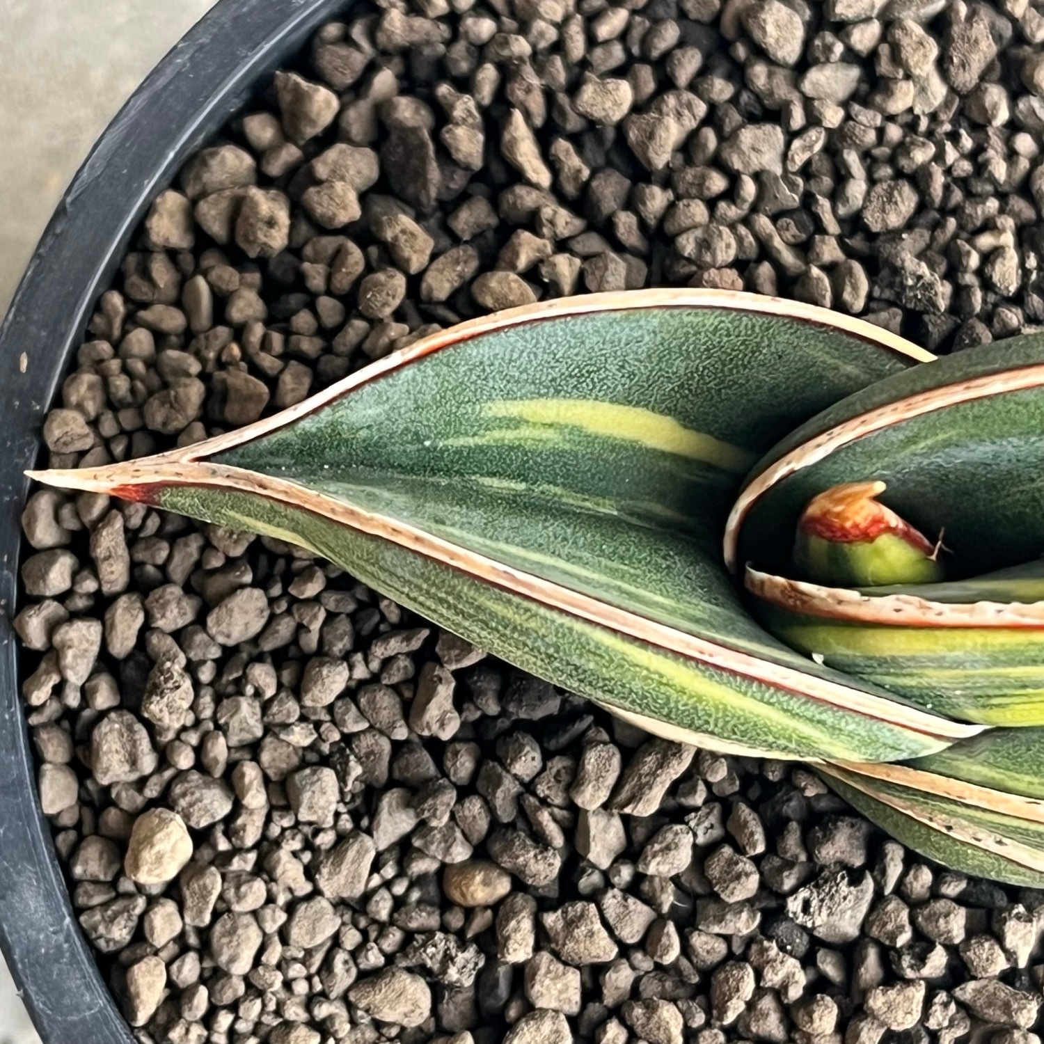 サンセベリア(サンスベリア) ロリダ 斑入 Sansevieria rorida