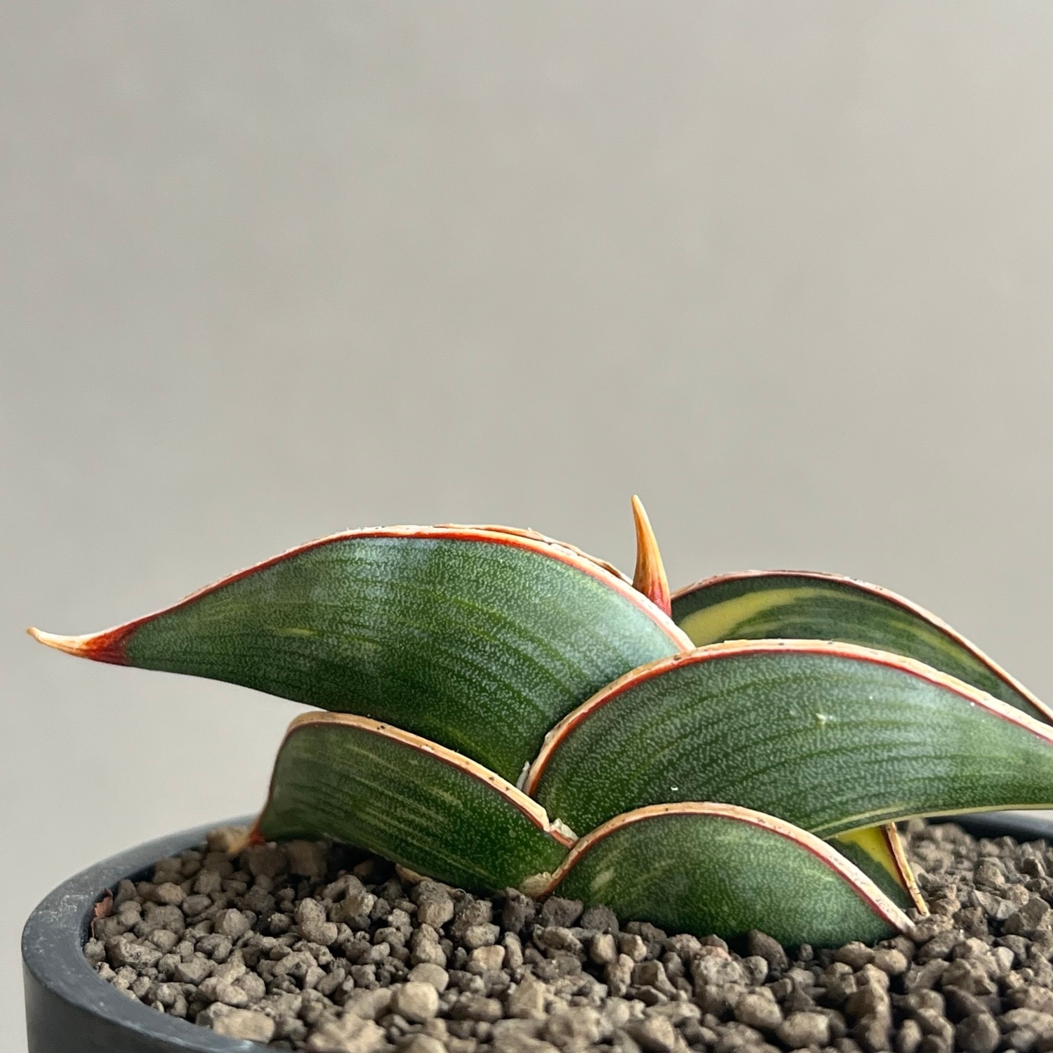 サンセベリア ロリダ 斑入 Sansevieria rorida Variegated｜キングオブ