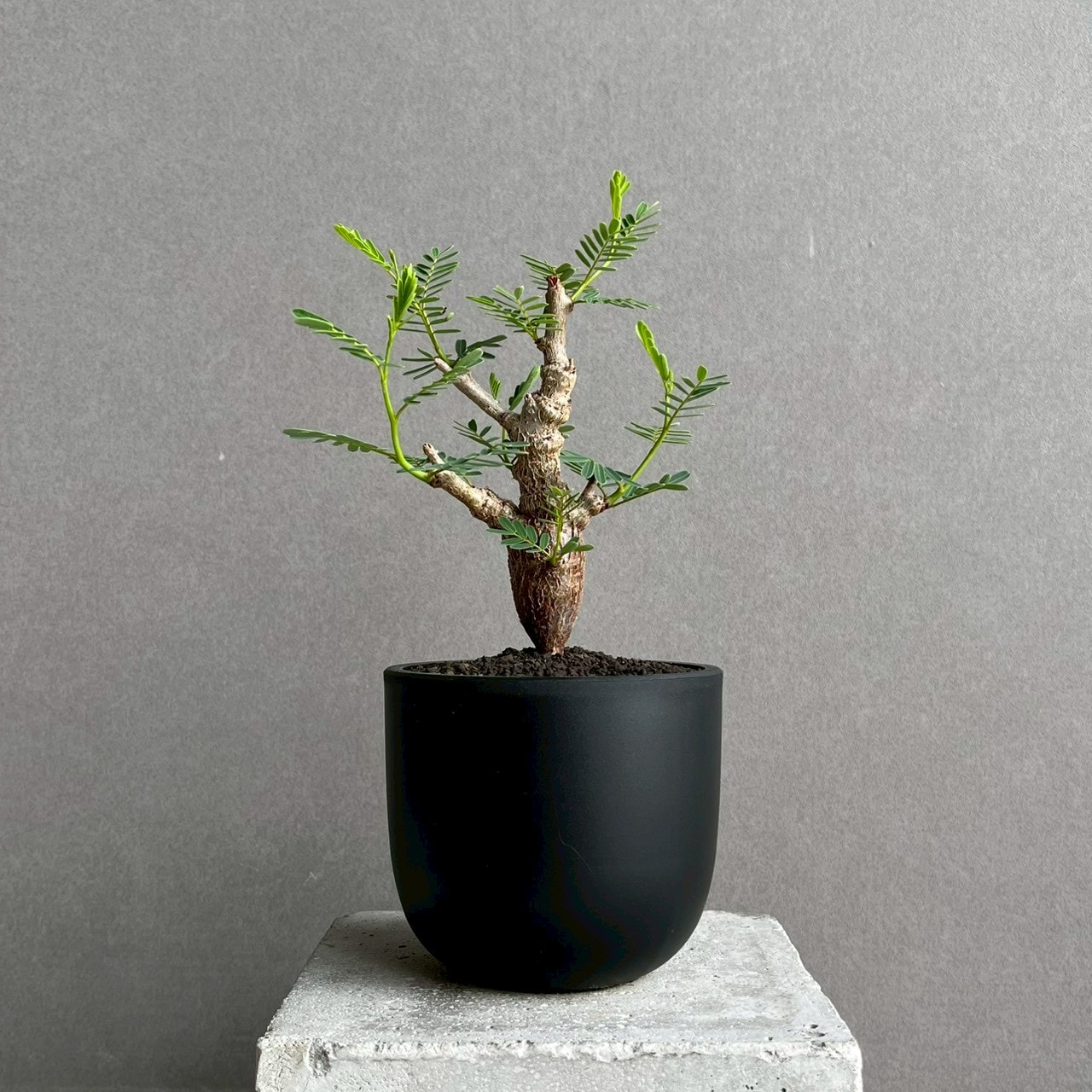 センナ メリディオナリス 実生苗｜自然味あふれる樹形が魅力の塊根植物