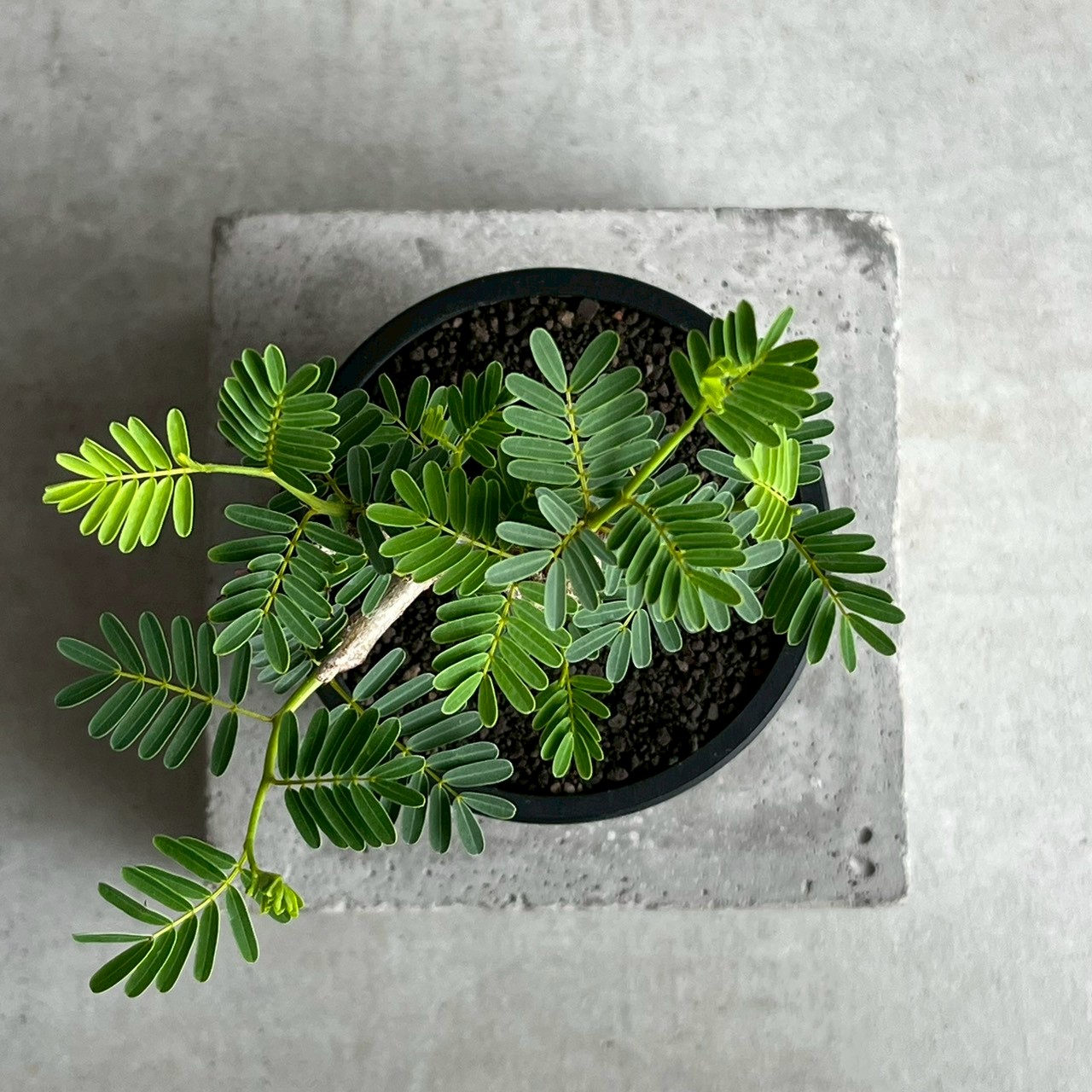 センナ メリディオナリス 実生苗｜自然味あふれる樹形が魅力の塊根植物