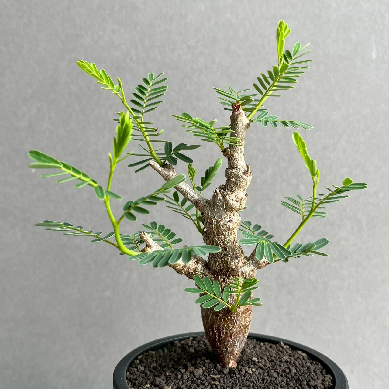センナ メリディオナリス 実生苗｜自然味あふれる樹形が魅力の塊根植物