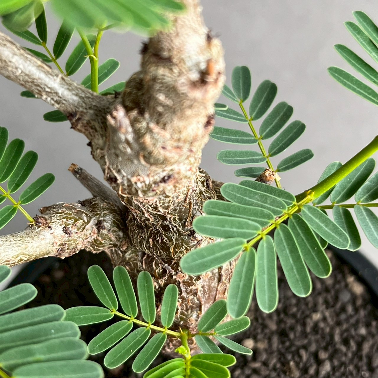 センナ メリディオナリス 実生苗｜自然味あふれる樹形が魅力の塊根植物