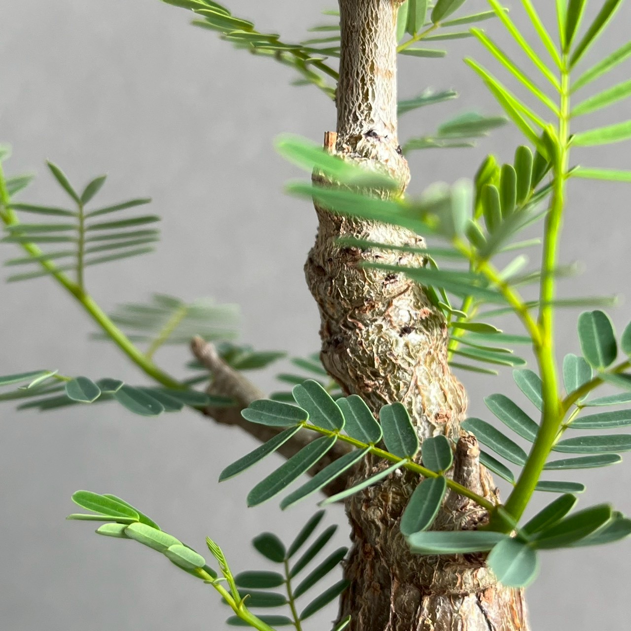 センナ メリディオナリス 実生苗｜自然味あふれる樹形が魅力の塊根植物