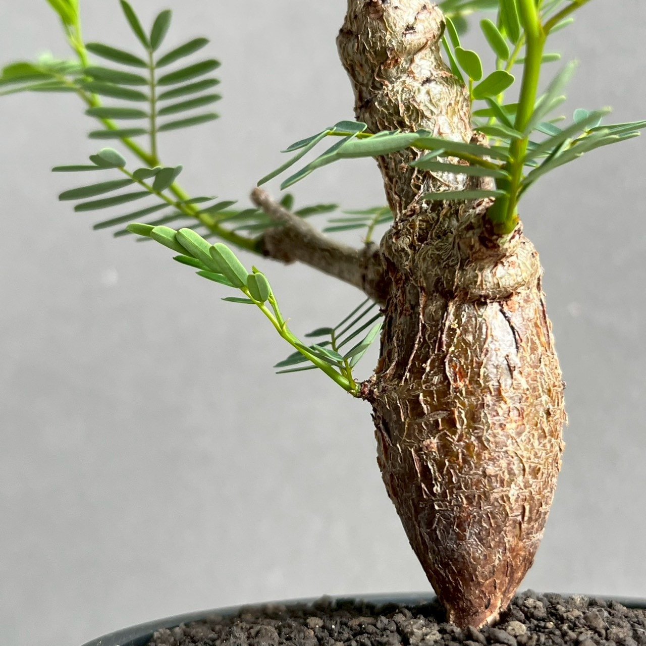 センナ メリディオナリス 実生苗｜自然味あふれる樹形が魅力の塊根植物