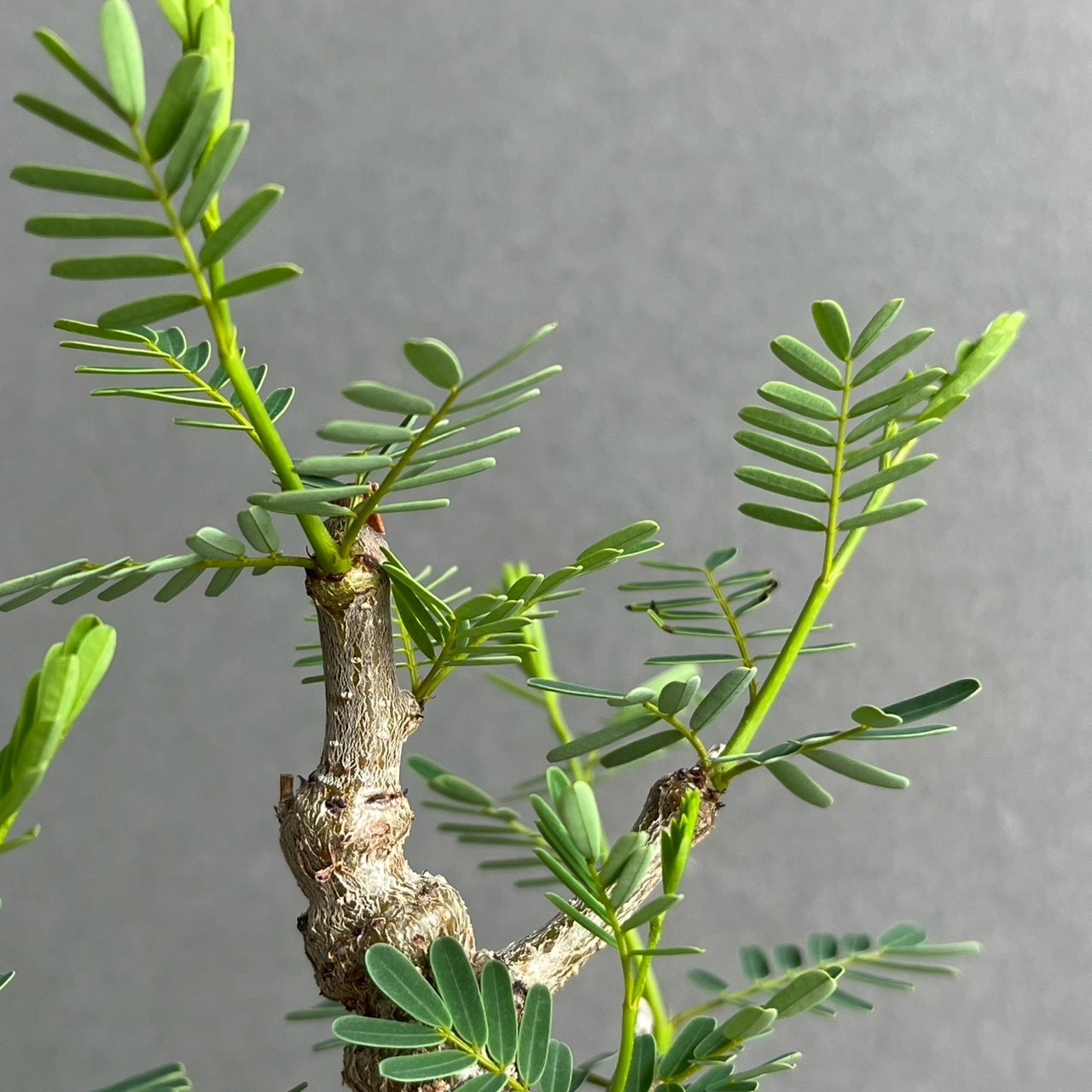 センナ メリディオナリス 実生苗｜自然味あふれる樹形が魅力の塊根植物