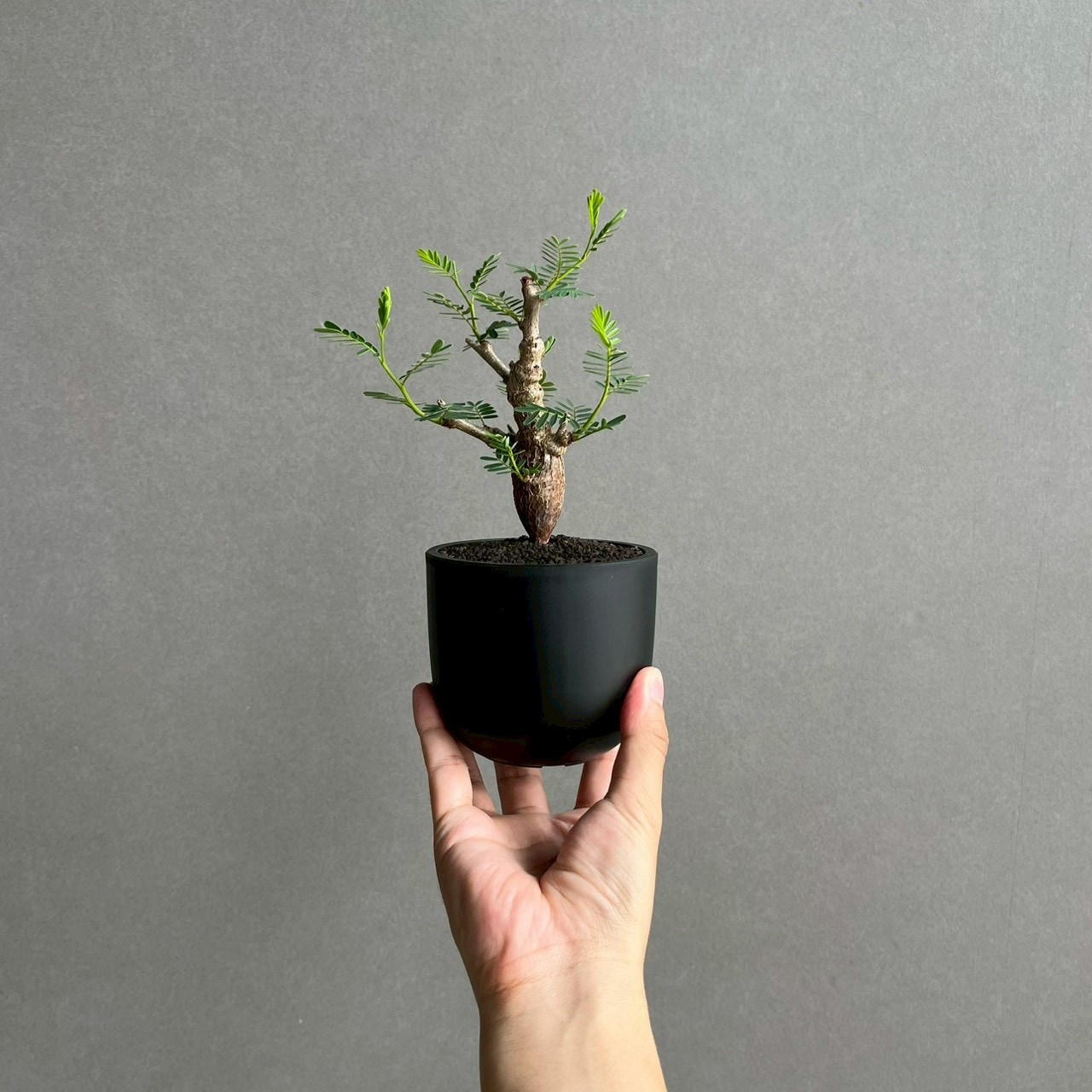 センナ メリディオナリス 実生苗｜自然味あふれる樹形が魅力の塊根植物