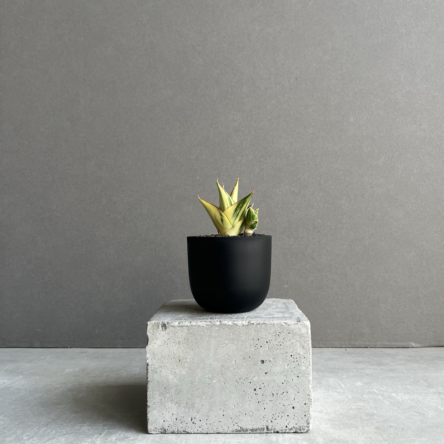 サンセベリア タワー 斑入 Sansevieria Tower Variegated｜タワー型