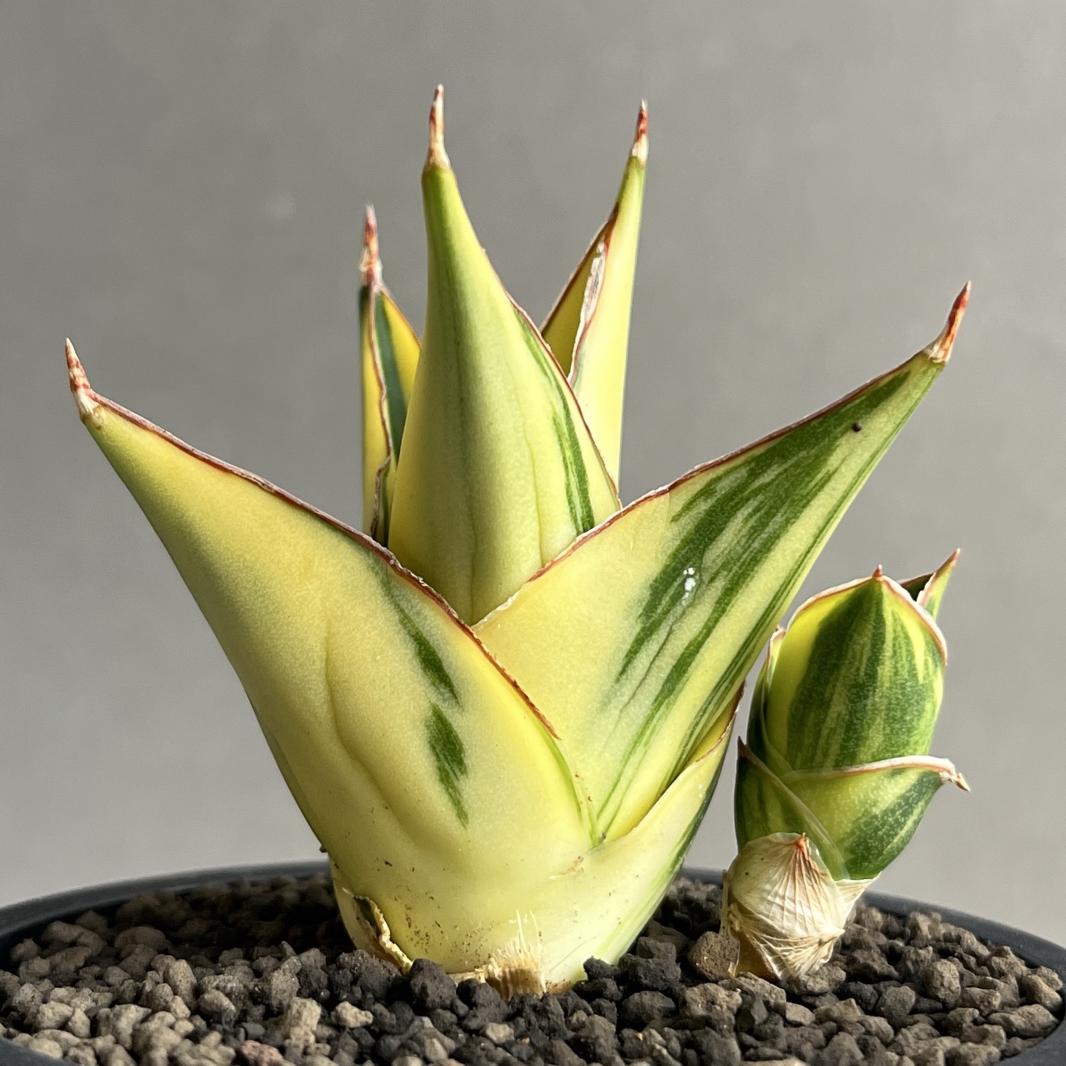 【美斑】　タワー　サンスベリア　抜き苗　希少 Sansevieria 'Tower Variegated' サンスベリア・タワー 斑入り | PAY ID