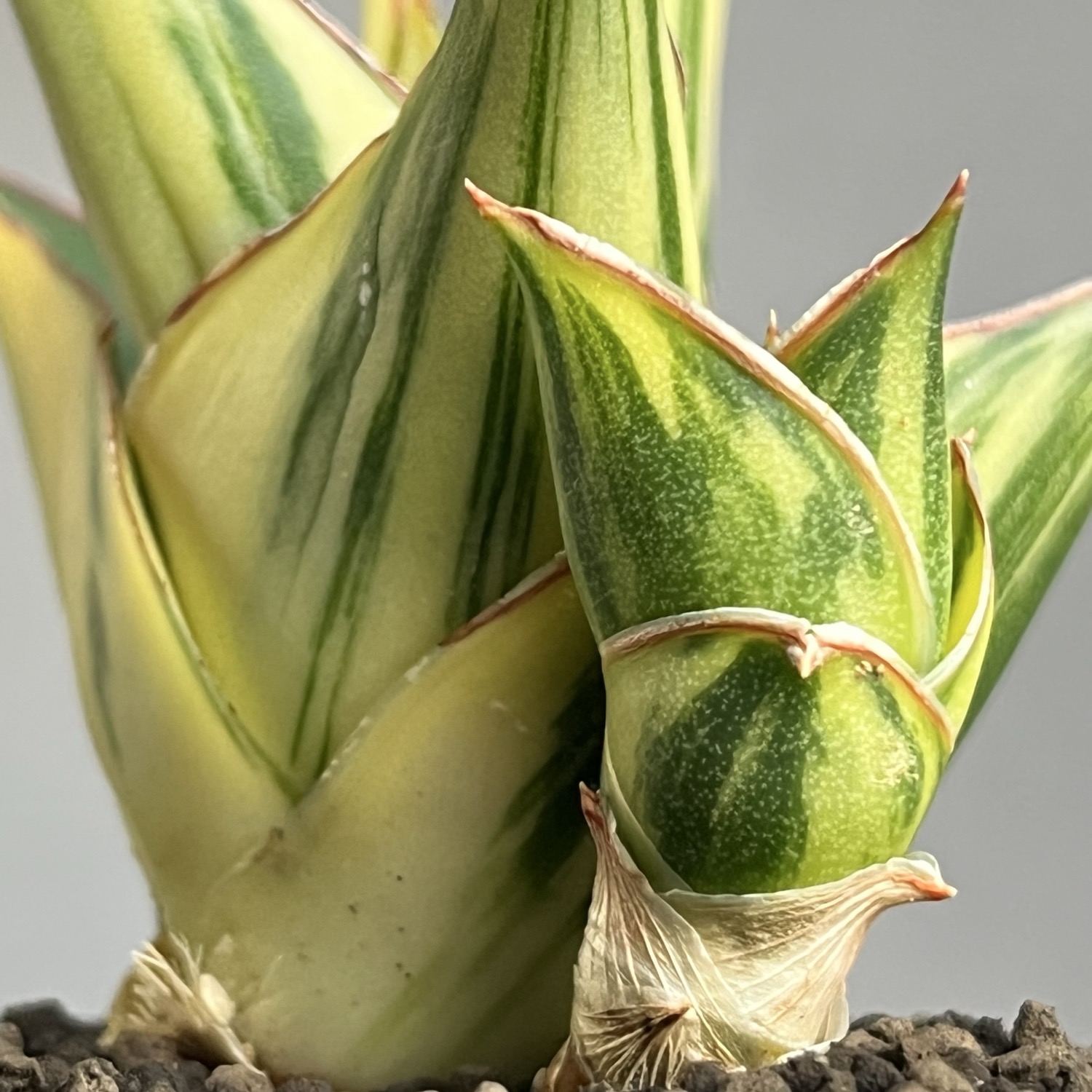 サンセベリア タワー 斑入 Sansevieria Tower Variegated｜タワー型