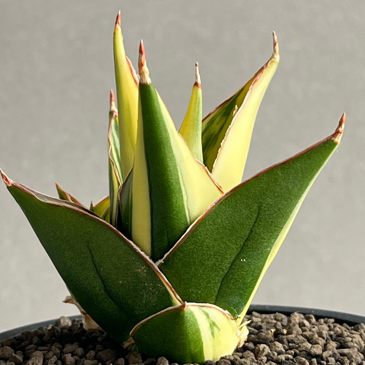 【美斑】　タワー　サンスベリア　抜き苗　希少 サンセベリア タワー 斑入 Sansevieria Tower Variegated｜タワー型