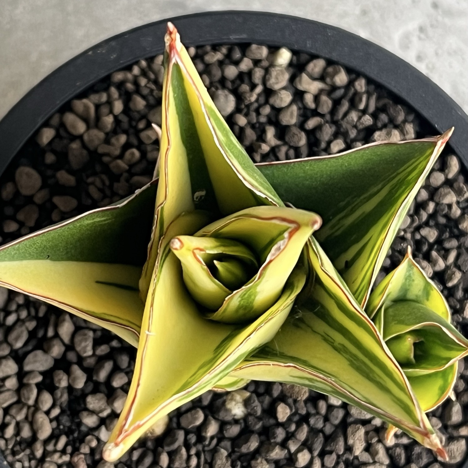 サンスベリア タワー 斑入 Tower Variegated サンセベリア タワー 斑入 Sansevieria Tower Variegated｜タワー型