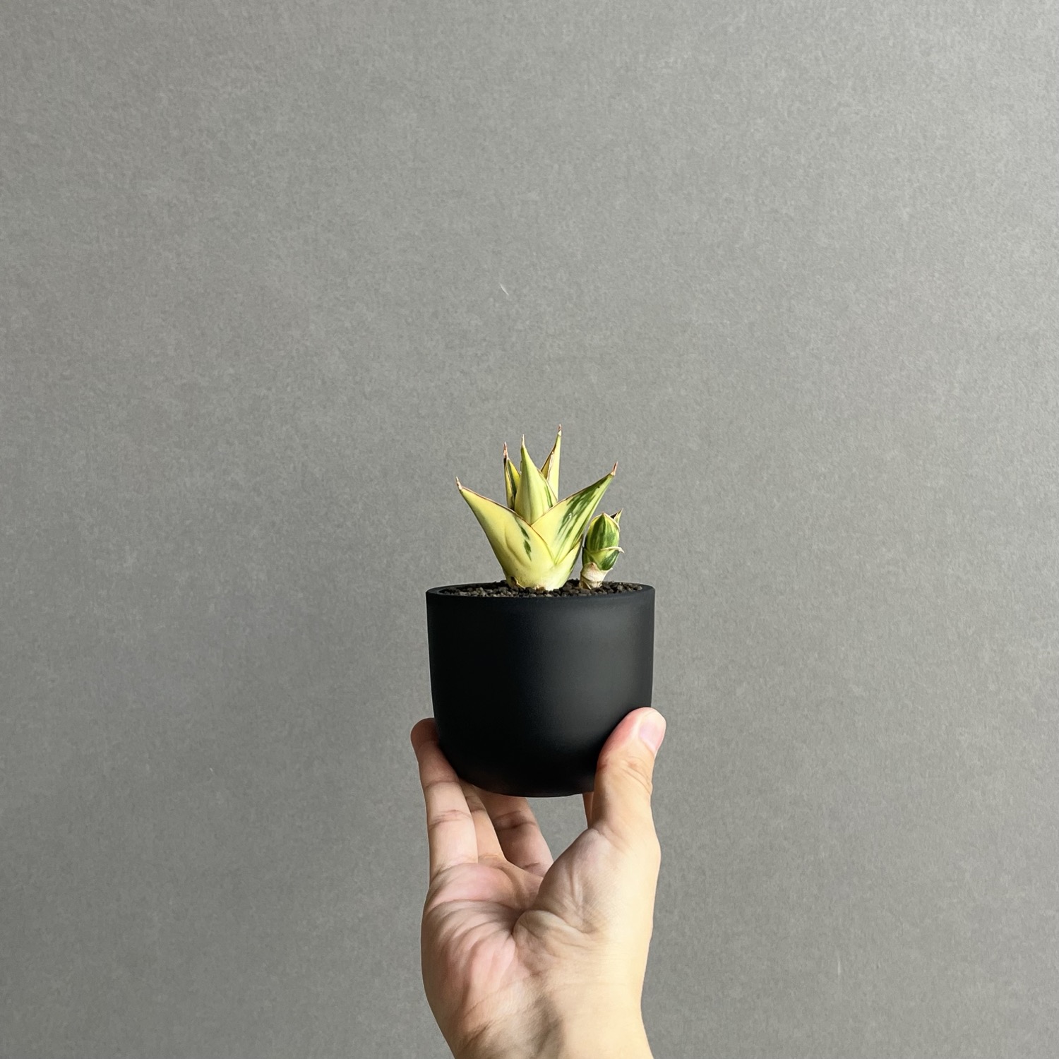 【美斑】　タワー　サンスベリア　抜き苗　希少 Sansevieria 'Tower Variegated' サンスベリア・タワー 斑入り | PAY ID