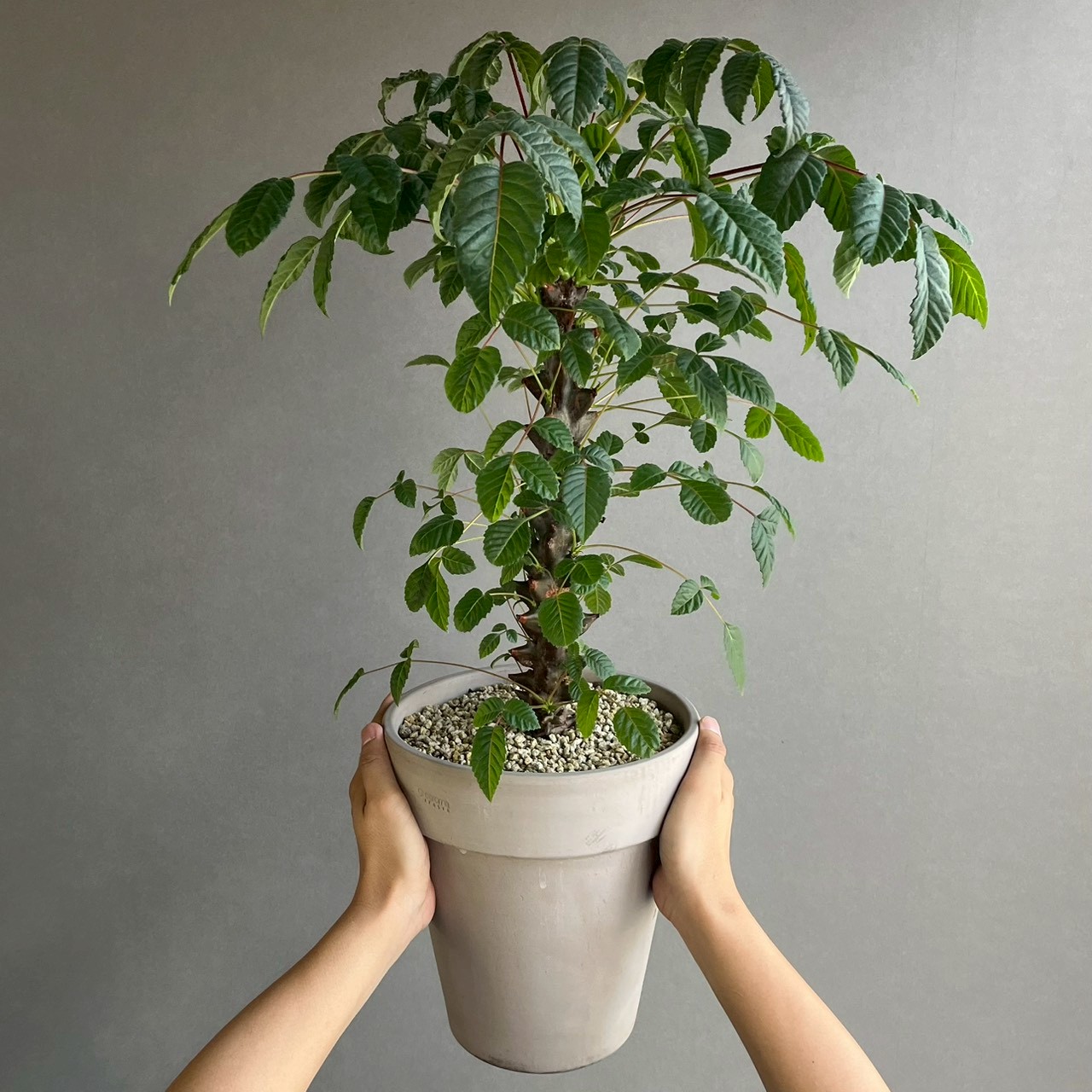 ベイセリア メキシカーナ｜Beiselia mexicana 塊根植物 コーデックス