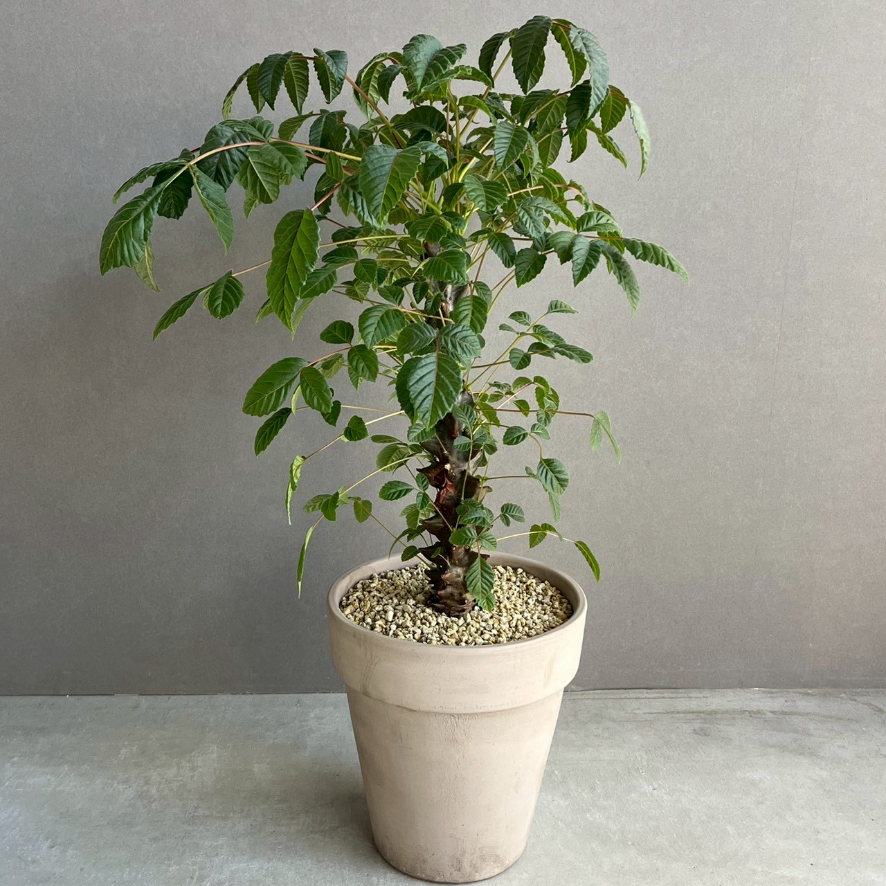 ベイセリア メキシカーナ｜Beiselia mexicana 塊根植物 コーデックス