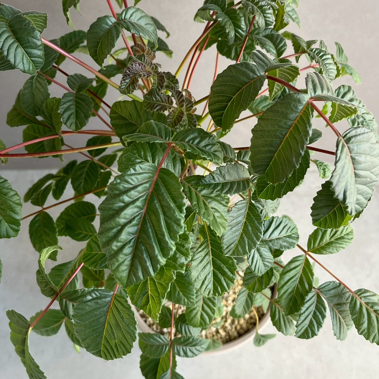 ベイセリア メキシカーナ｜Beiselia mexicana 塊根植物 コーデックス