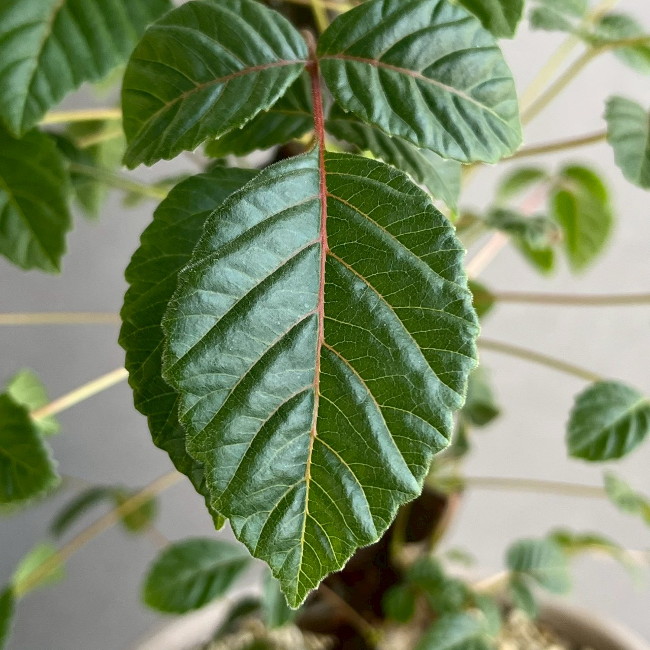 ベイセリア メキシカーナ｜Beiselia mexicana 塊根植物 コーデックス