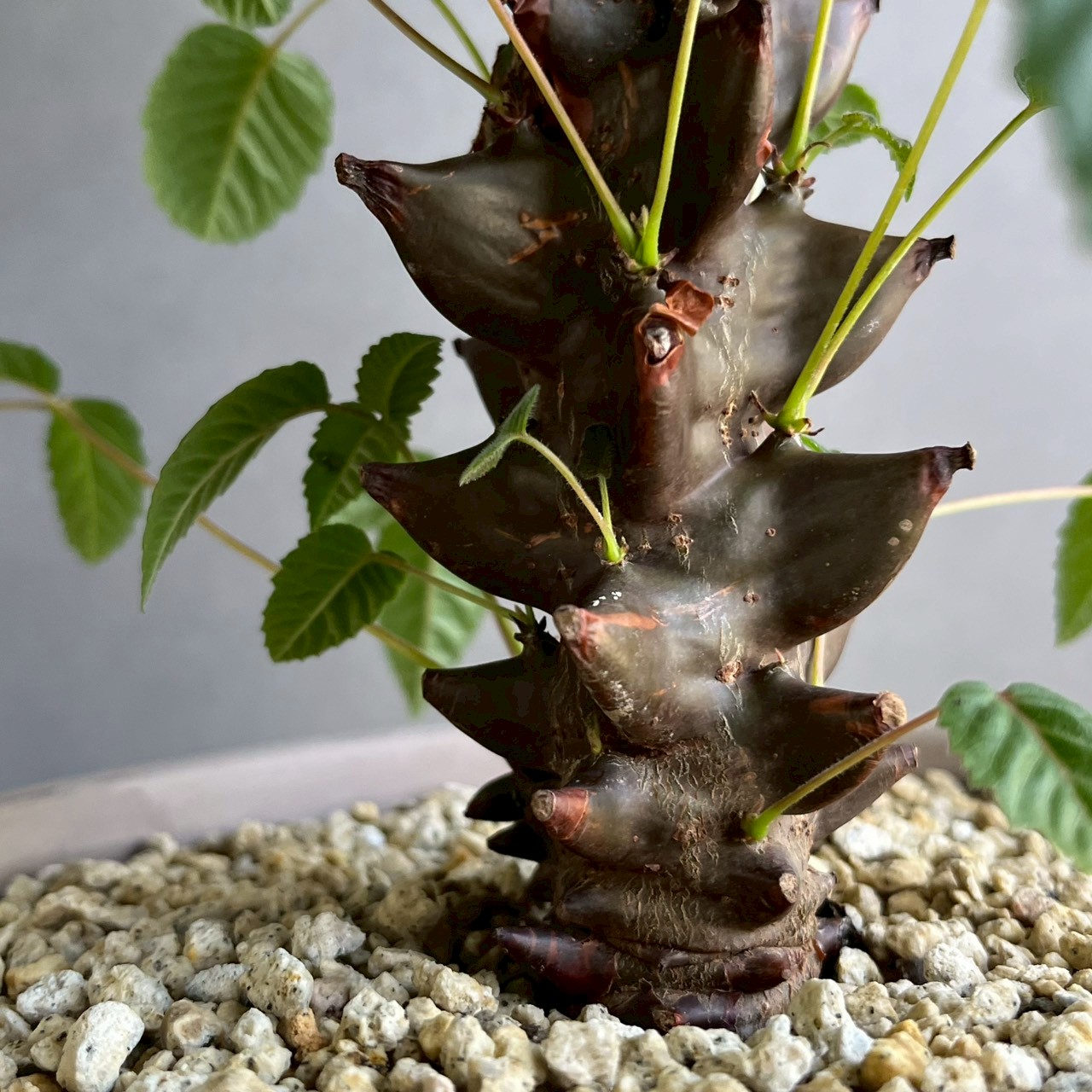 ベイセリア メキシカーナ｜Beiselia mexicana 塊根植物 コーデックス