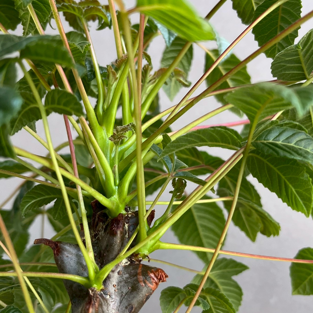 ベイセリア メキシカーナ｜Beiselia mexicana 塊根植物 コーデックス