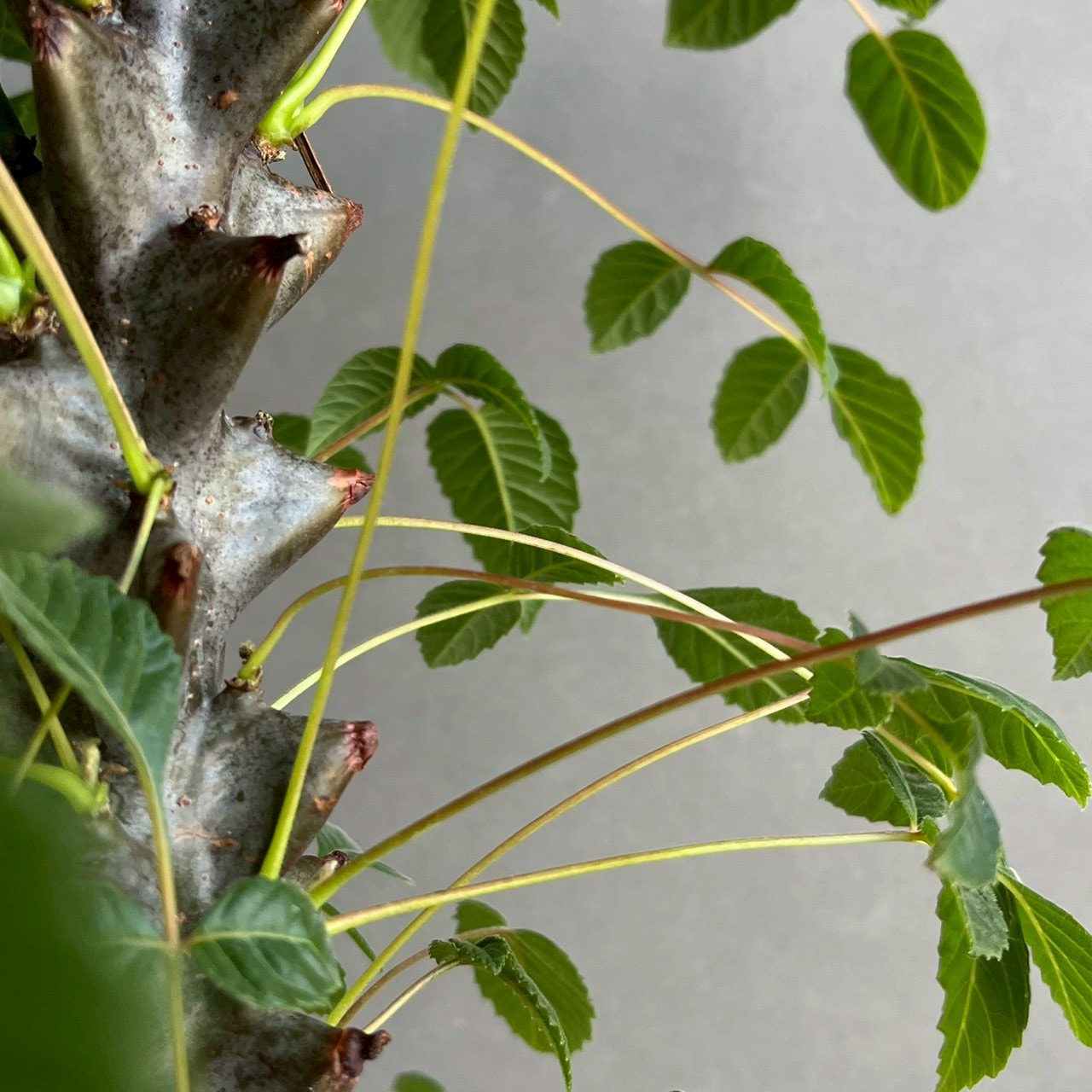 ベイセリア メキシカーナ｜Beiselia mexicana 塊根植物 コーデックス