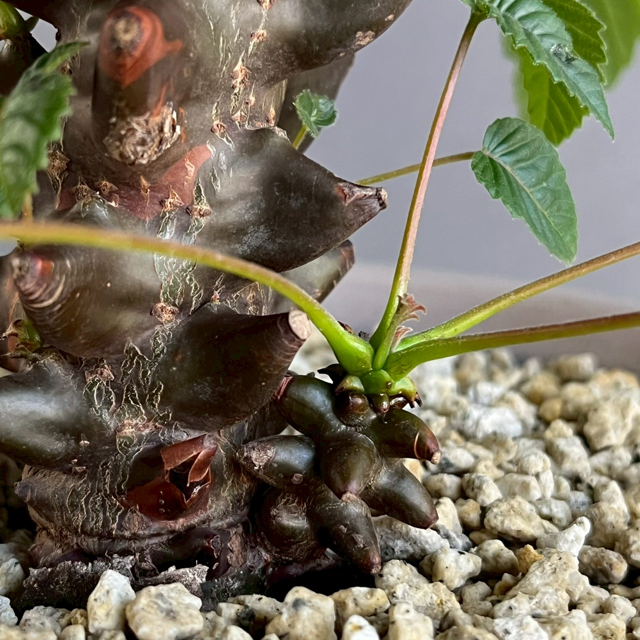 ベイセリア メキシカーナ｜Beiselia mexicana 塊根植物 コーデックス