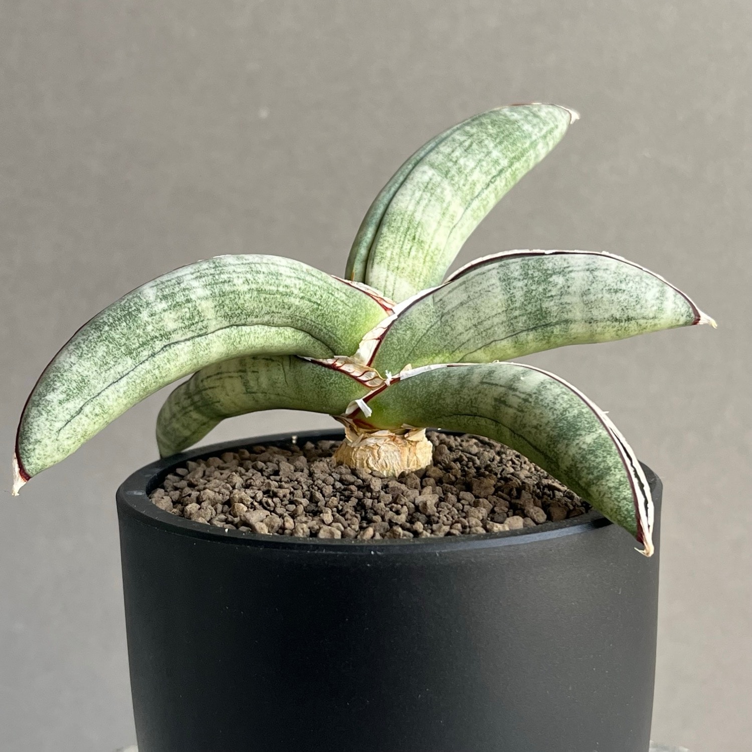 サンセベリア エイレンシス Sansevieria eilensis Lav.10178｜希少観葉