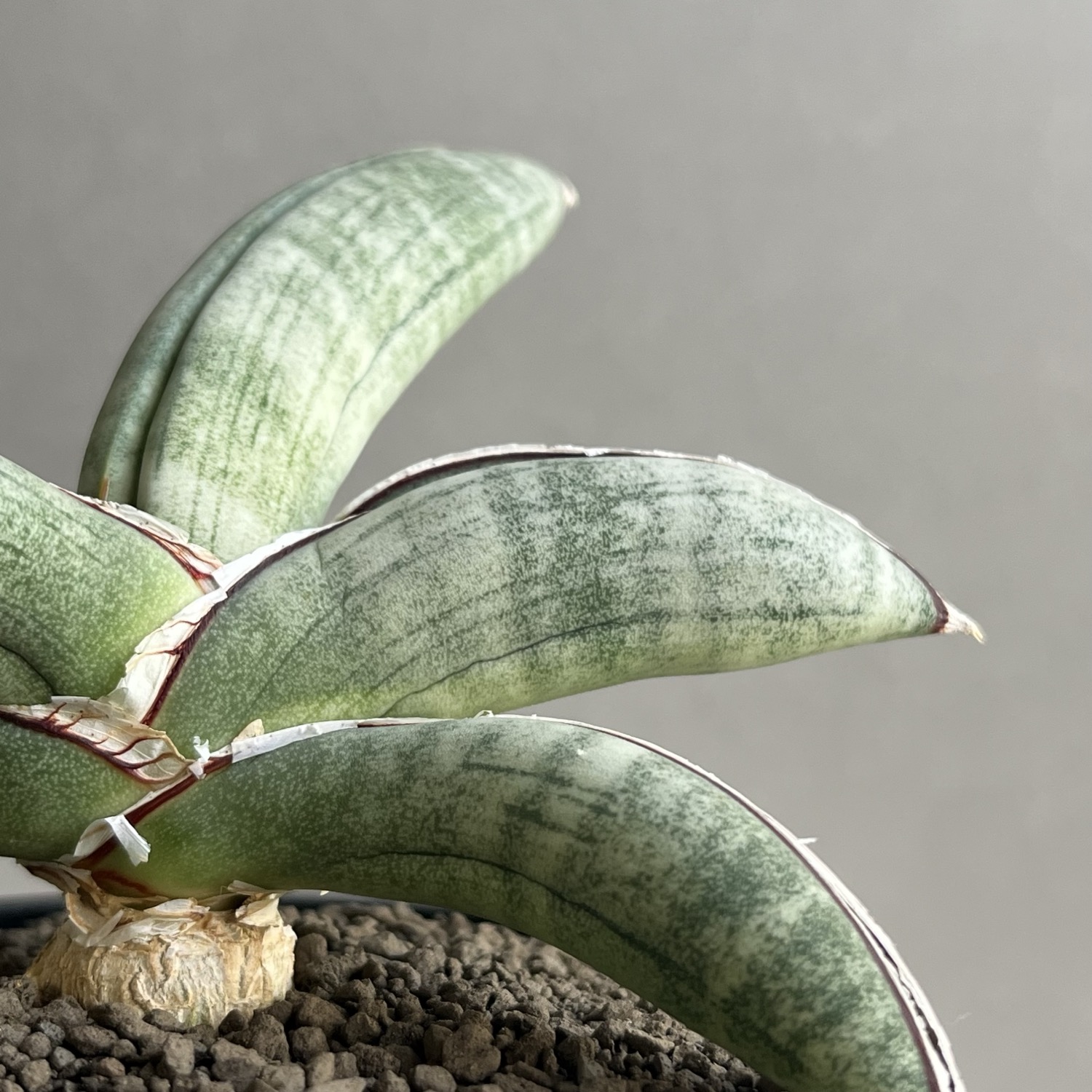 サンセベリア エイレンシス Sansevieria eilensis Lav.10178｜希少観葉