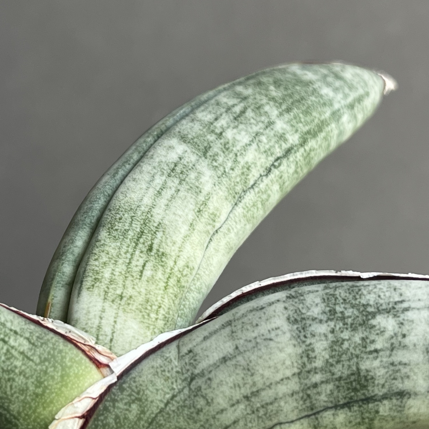 サンセベリア エイレンシス Sansevieria eilensis Lav.10178｜希少観葉