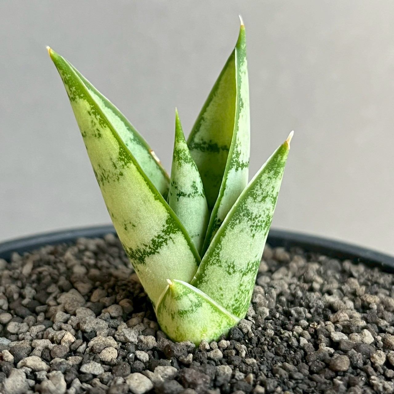 サンセベリア マニー タワー Sansevieria Manee Tower｜アンヤマニー