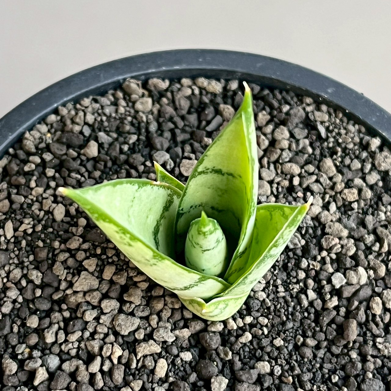 サンセベリア マニー タワー Sansevieria Manee Tower｜アンヤマニー