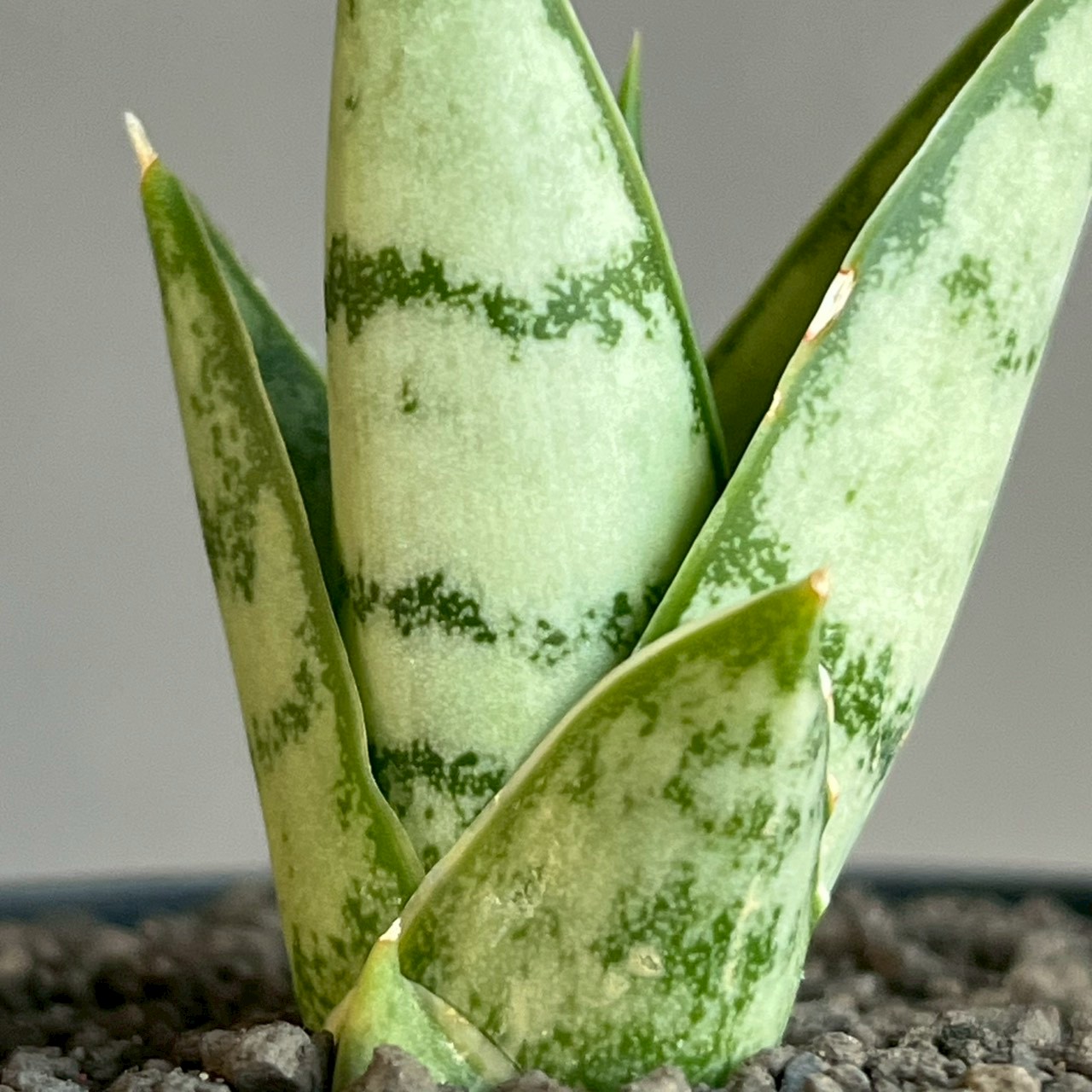 サンセベリア マニー タワー Sansevieria Manee Tower｜アンヤマニー