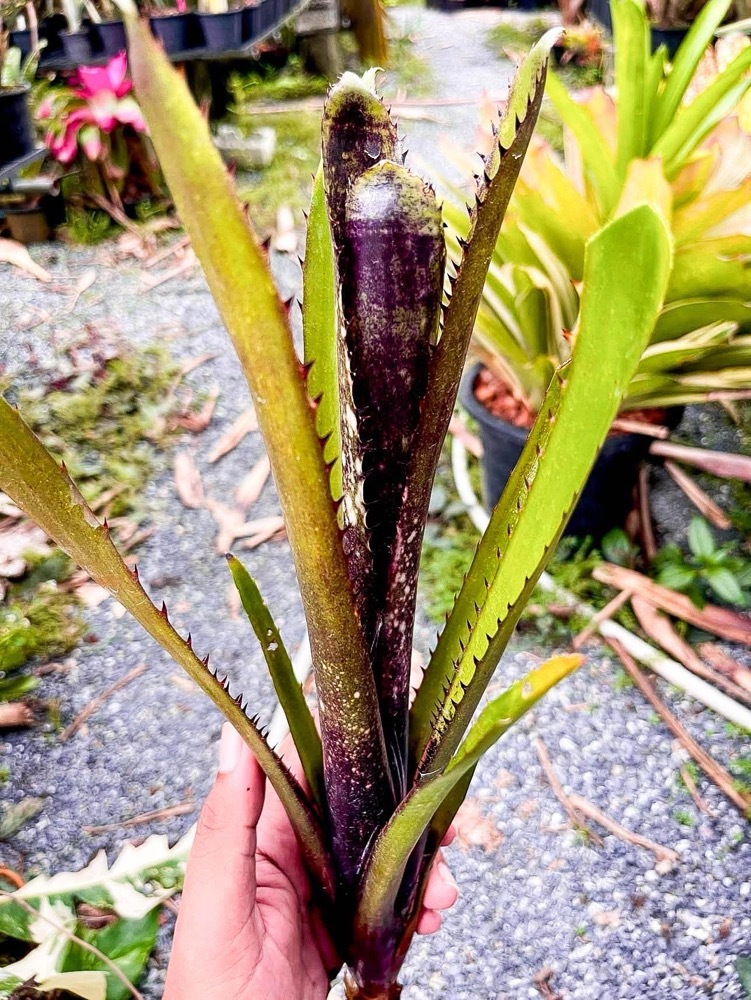 Billbergia Over The Moon｜ビルベルギアの一株｜SHOUCHIKU-EN