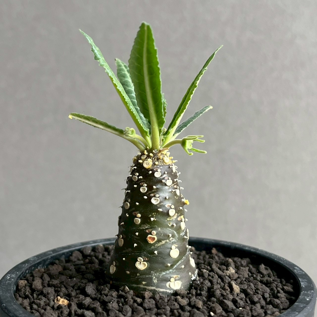 ドルステニア ランキフォリア 実生苗｜Dorstenia 観葉植物 希少 多肉