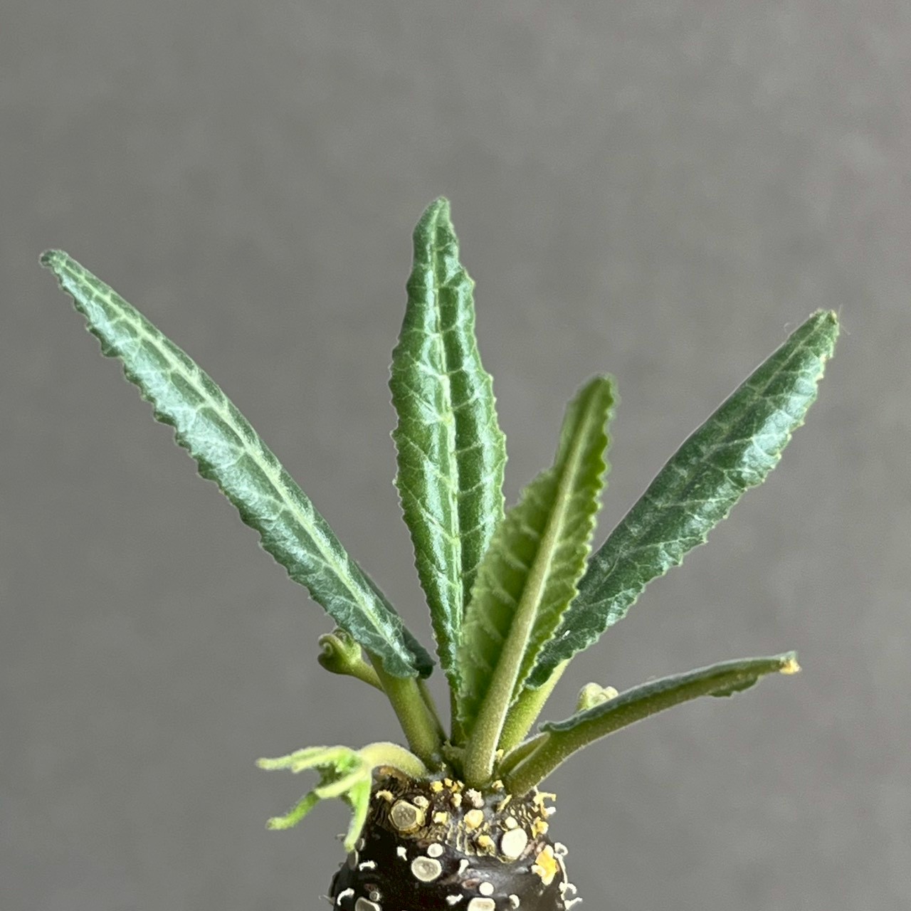 ドルステニア ランキフォリア 実生苗｜Dorstenia 観葉植物 希少 多肉