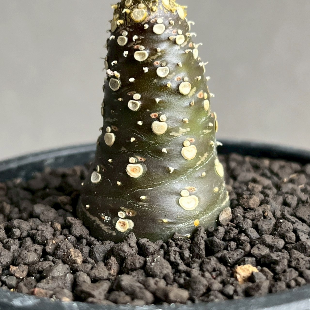 Dorstenia ドルステニア ラブラニー lavrani 現品限りドルステニア