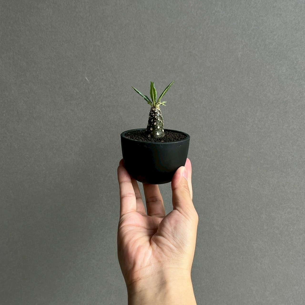 ドルステニア ランキフォリア 実生苗｜Dorstenia 観葉植物 希少 多肉