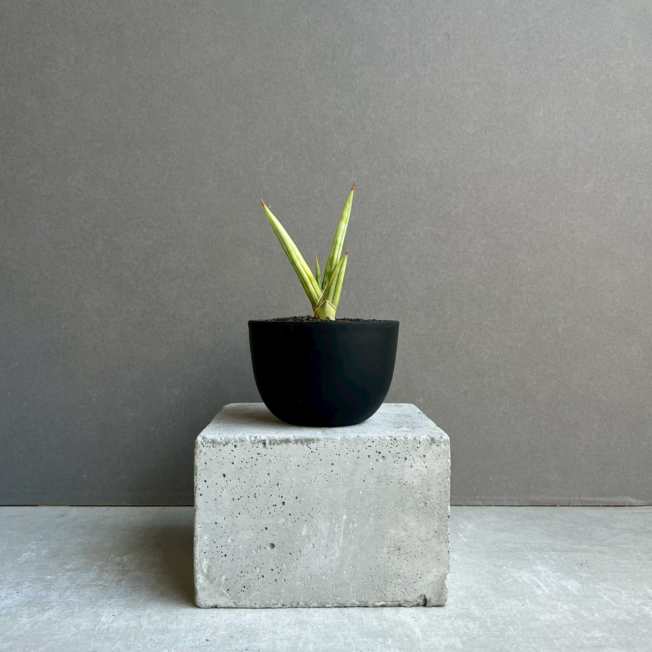 サンセベリア ロイヤル クラウン 斑入 Sansevieria royal crown