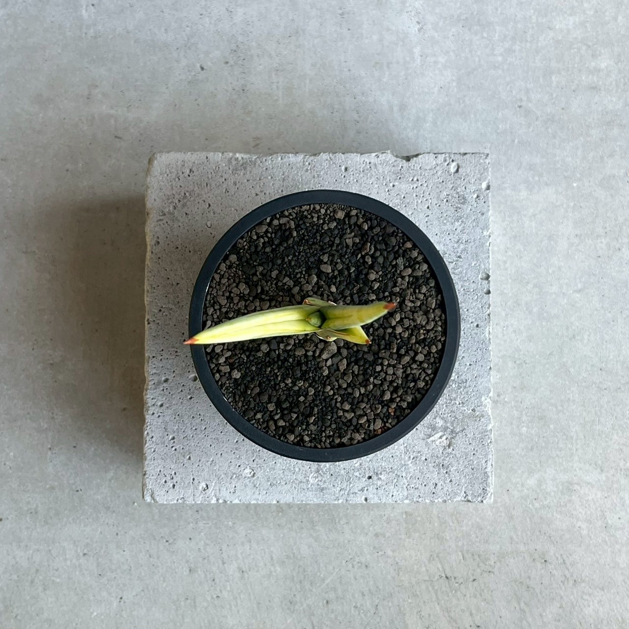 サンセベリア(サンスベリア) ロイヤル クラウン 斑入 Sansevieria