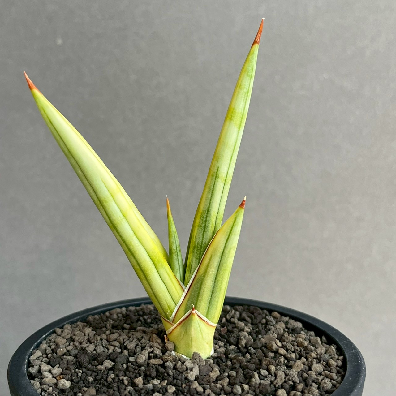 サンスベリア　ロイヤルクラウン  Crown 斑入 サンセベリア ロイヤル クラウン 斑入 Sansevieria royal crown