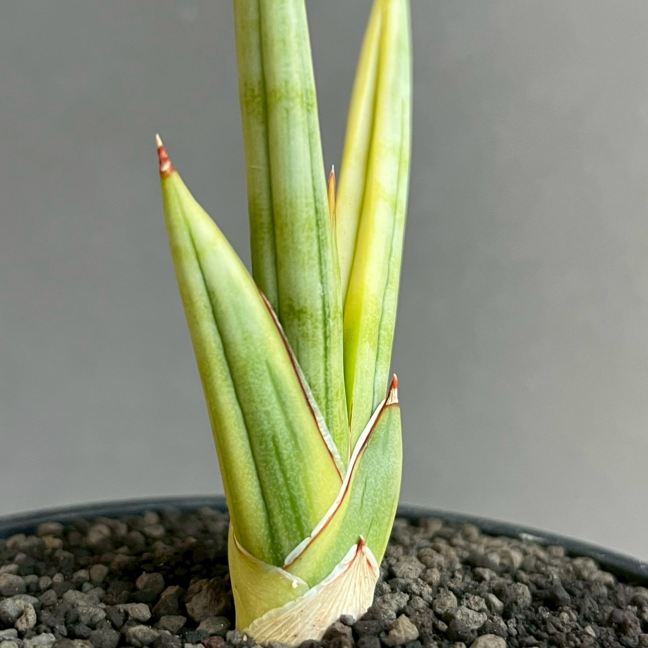 サンセベリア(サンスベリア) ロイヤル クラウン 斑入 Sansevieria