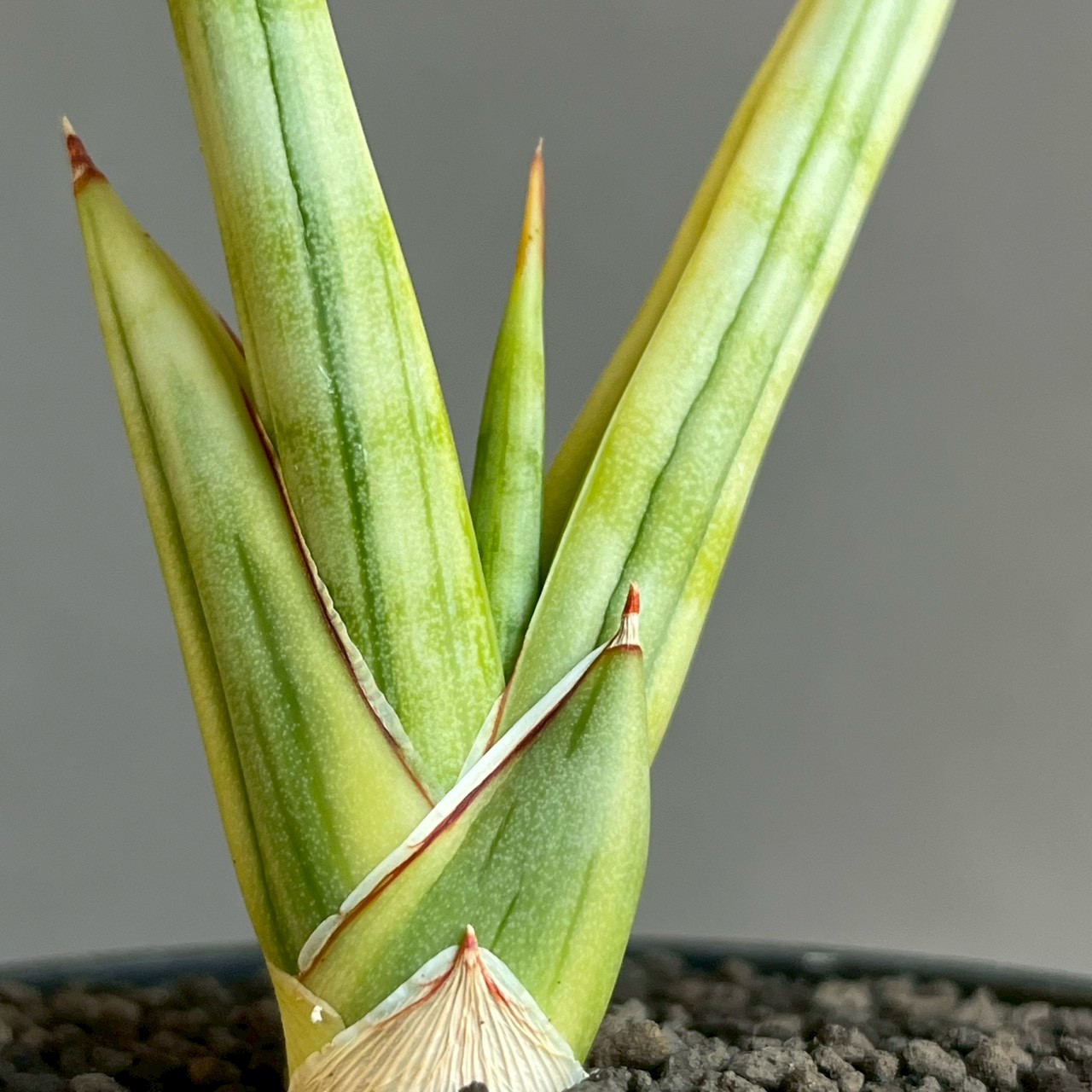 サンセベリア ロイヤル クラウン 斑入 Sansevieria royal crown