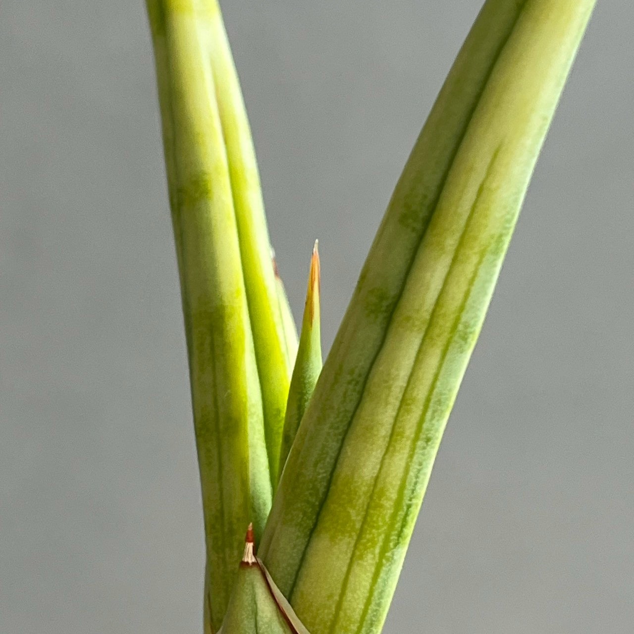 サンセベリア ロイヤル クラウン 斑入 Sansevieria royal crown