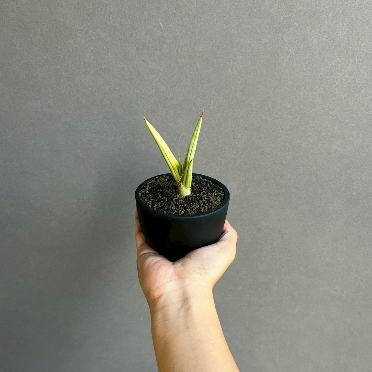 サンセベリア ロイヤル クラウン 斑入 Sansevieria royal crown