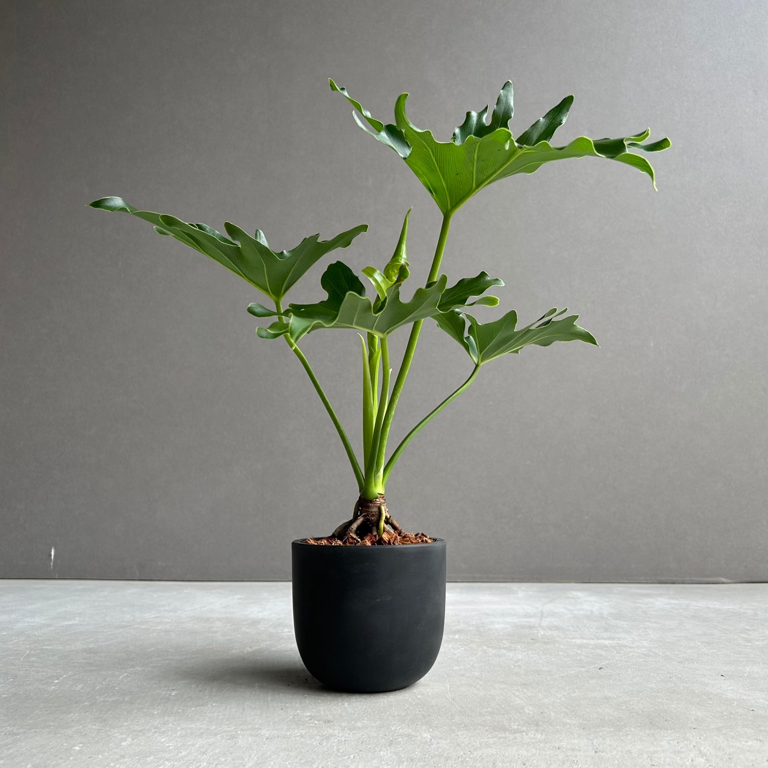 フィロデンドロン セローム｜ダイナミックな葉姿が魅力の人気観葉植物
