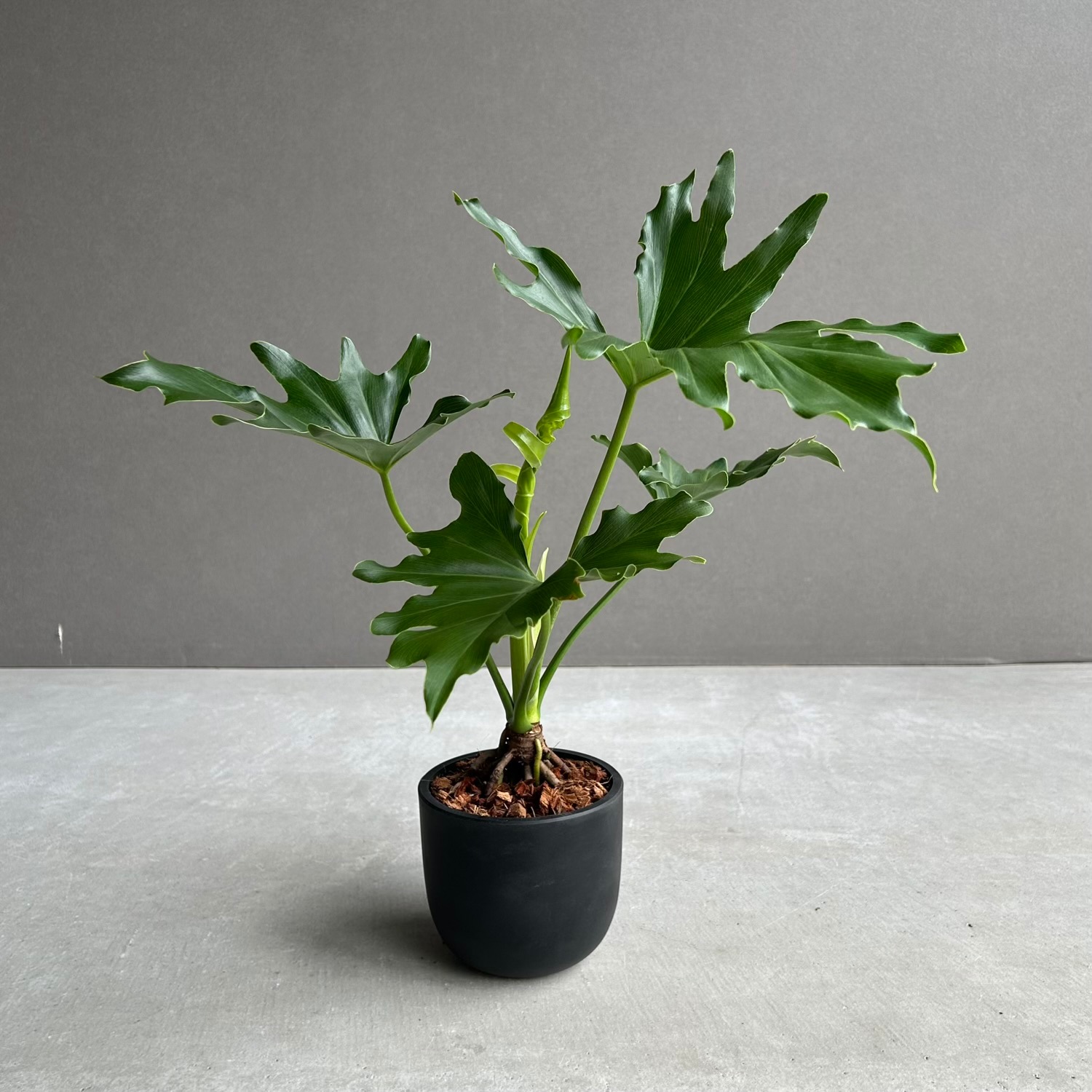 フィロデンドロン セローム｜ダイナミックな葉姿が魅力の人気観葉植物