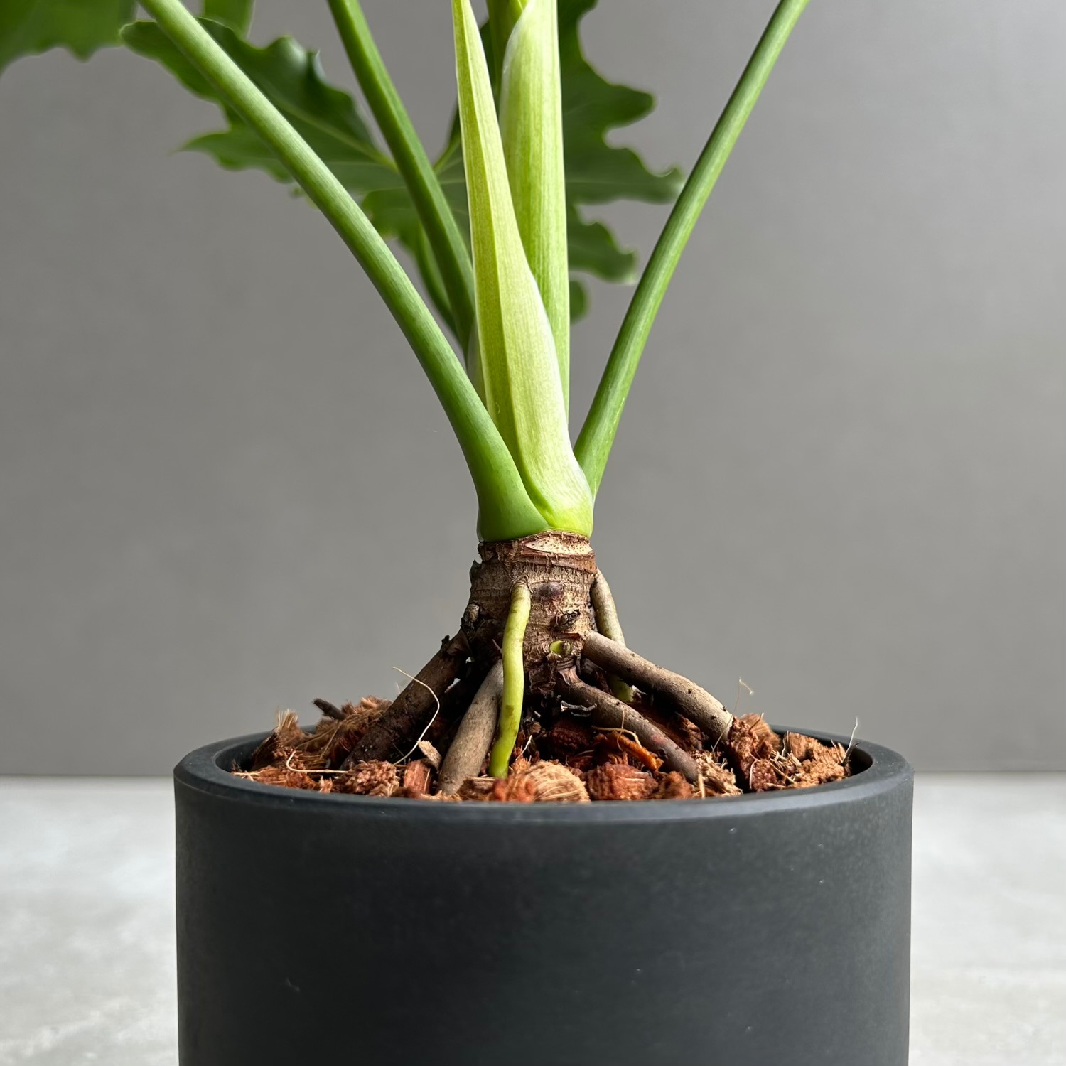 フィロデンドロン セローム｜ダイナミックな葉姿が魅力の人気観葉植物