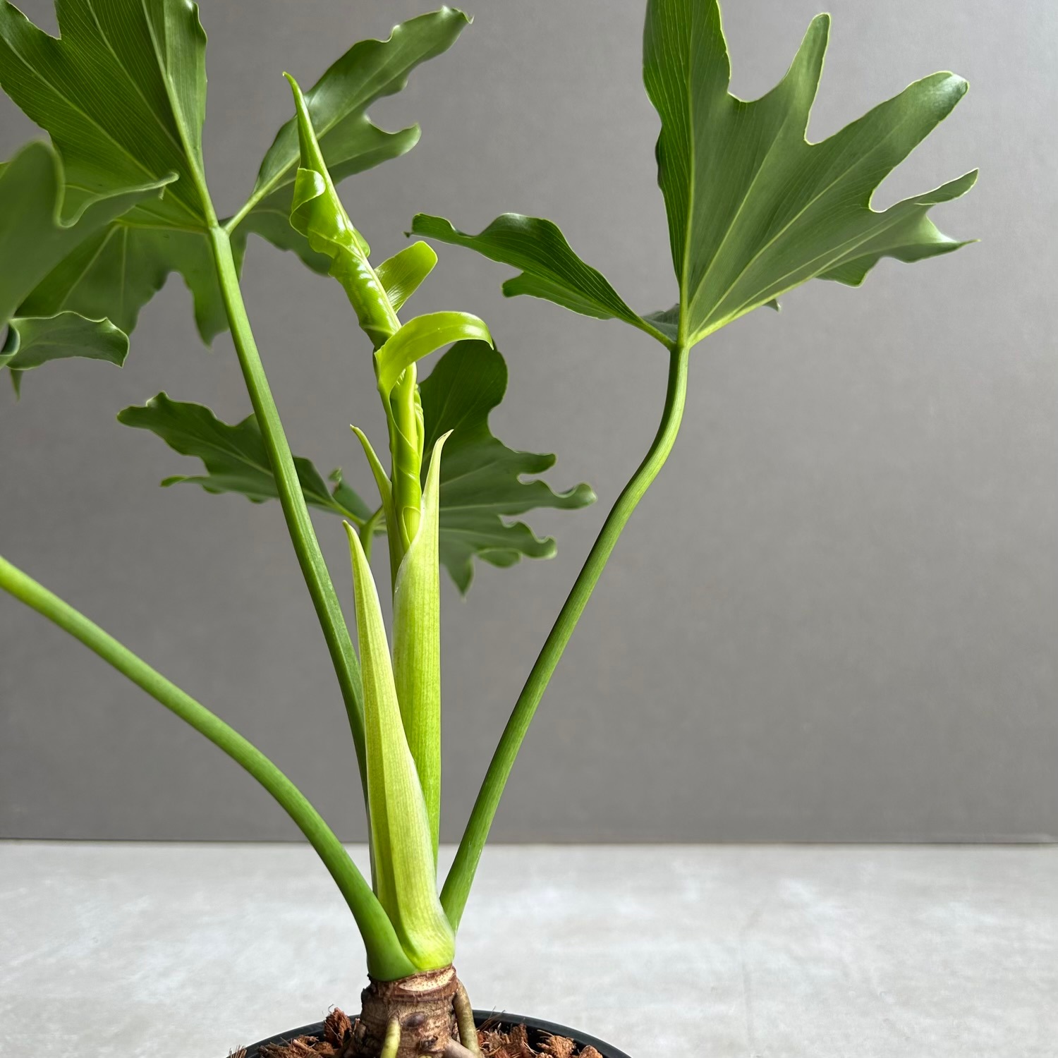 フィロデンドロン セローム｜ダイナミックな葉姿が魅力の人気観葉植物
